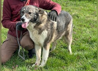 Sunny, geboren 01.12.2019, 63cm sucht ihr Glück