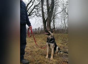 Dezi, geb. 03.2023, 63cm sucht ihr Zuhause
