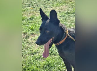 Atlas, geboren 24.05.2022, 60cm sucht sein Glück