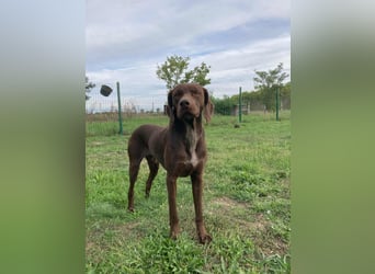 Csoki, geboren 01.08.2022, 61cm sucht Menschen mit Herz