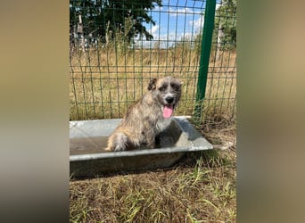 Freddy, geboren 01.09.2024, 54cm sucht sein seine Menschen