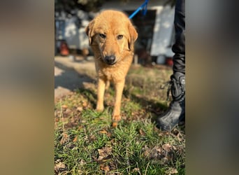 Debi, geboren 01.06.2024, 56cm sucht ihr Zuhause