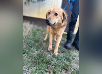 Debi, geboren 01.06.2024, 56cm sucht ihr Zuhause