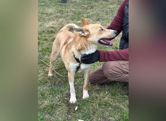 Nico, geboren 01.05.2023, 54cm sucht aktive Menschen