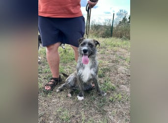 Freddy, geboren 01.09.2024, 54cm sucht sein seine Menschen