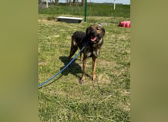 Samy, geb. 08.2022, 56cm, sucht liebevolle Menschen