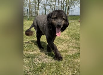 Bruce, geboren 01.01.2019, 59cm sucht seine Menschen