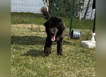 Bruce, geb . 01/2019, 59 cm, wartet auf seine Chance
