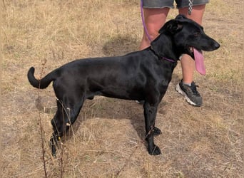Herceg, geboren 01.06.2021, 60cm sucht sein Plätzchen
