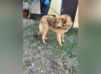 Debi, geboren 01.06.2024, 56cm sucht ihr Zuhause