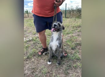 Freddy, geboren 01.09.2024, 54cm sucht sein seine Menschen