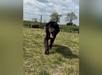 Bruce, geboren 01.01.2019, 59cm sucht seine Menschen