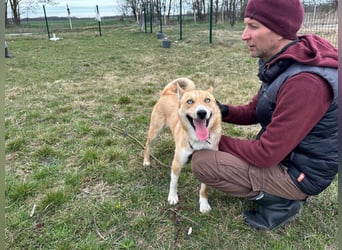 Nico, geb. 05.2023, 54cm sucht aktives zu Hause