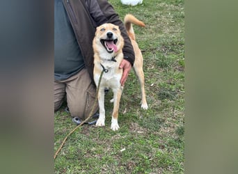 Nico, geboren 01.05.2023, 54cm sucht aktive Menschen