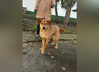 Balu, geboren 01.12.2024, 55cm sucht seine Zukunft