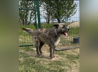 Freddy, geb. 09.2024, 54cm sucht sein seine Menschen