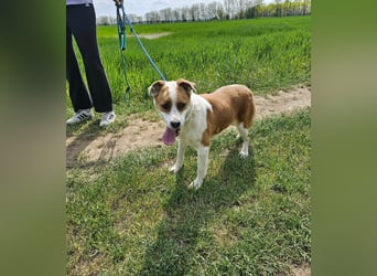 Queeny, geboren 01.01.2021, 53cm sucht verständnisvolles Zuhause