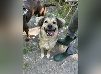 Ada, geb. 09/2022, 52 cm, sucht ihre Herzensmenschen