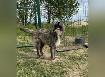 Freddy, geb. 09.2024, 54cm sucht sein seine Menschen