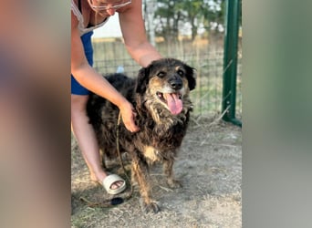 Teddy, 01.2021 geboren, 56cm sucht sein für immer Zuhause