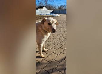 Lucky, geboren 20.11.2018, 58cm sucht seine Menschen