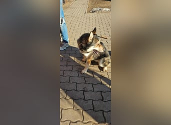 Catrina, geb. 01.2022, 60cm, sucht ihre Begleitung für lange Spaziergänge