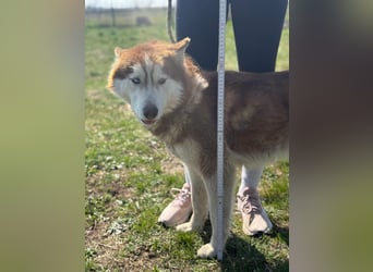 Heliosz, geb. 10.2024, 59cm, sucht ein aktives zu Hause