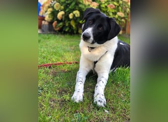 Ella, geboren 01.2025, 60cm sucht neues Zuhause
