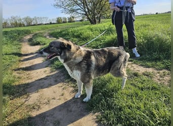 Sunny, geb. 01.12.2019, 58 cm, wartet auf ihre Chance