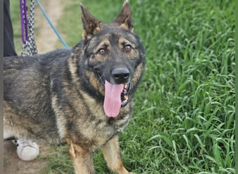 Zeus, geb. 12.2019, 58cm sucht sein für immer Zuhause