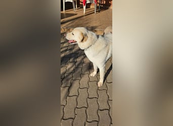 Lucky, geboren 20.11.2018, 58cm sucht seine Menschen