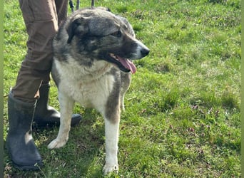 Sunny, geboren 01.12.2019, 63cm sucht ihr Glück