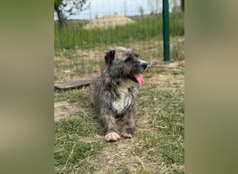 Freddy, geb. 09.2024, 54cm sucht sein seine Menschen
