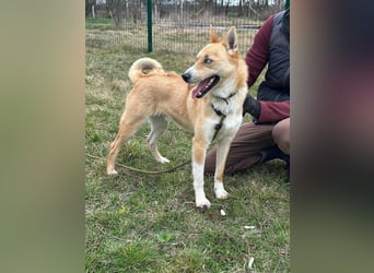 Nico, geboren 01.05.2023, 54cm sucht aktive Menschen