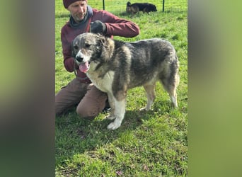 Sunny, geboren 01.12.2019, 63cm sucht ihr Glück