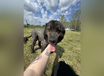 Bruce, geboren 01.01.2019, 59cm sucht seine Menschen