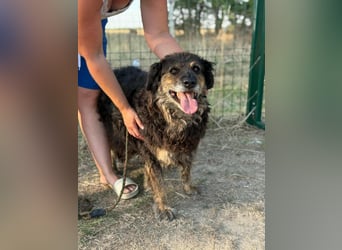 Teddy, 01.2021 geboren, 56cm sucht sein für immer Zuhause