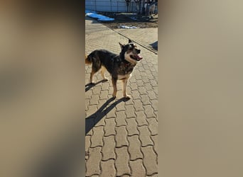 Catrina, geb. 01.2022, 60cm, sucht ihre Begleitung für lange Spaziergänge