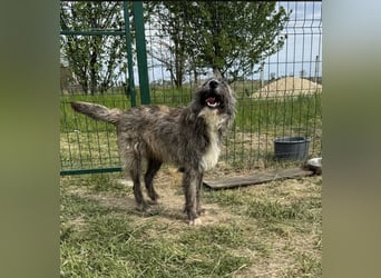 Freddy, geb. 09.2024, 54cm sucht sein seine Menschen