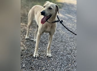 Max, geb. 06.2024, 55cm sucht sein Zuhause