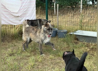 Freddy, geboren 01.09.2024, 54cm sucht sein seine Menschen