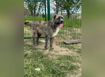 Freddy, geb. 09.2024, 54cm sucht sein seine Menschen