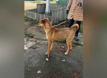 Balu, geboren 01.12.2024, 55cm sucht seine Zukunft