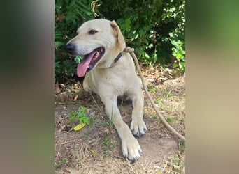 Max, geboren 08.06.2024, 55 cm, wünscht sich so sehr ein Zuhause