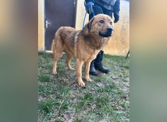 Debi, geboren 01.06.2024, 56cm sucht ihr Zuhause