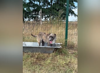 Freddy, geboren 01.09.2024, 54cm sucht sein seine Menschen