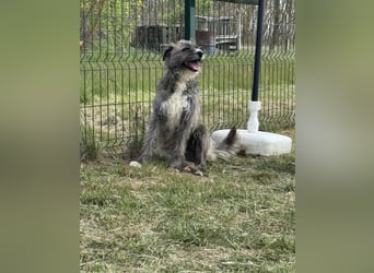 Freddy, geb. 09.2024, 54cm sucht sein seine Menschen