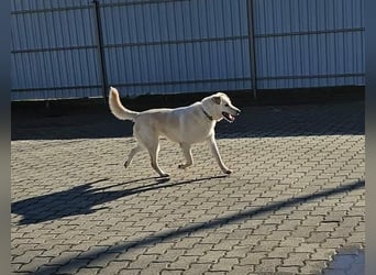 Lucky, geb. 11.2018, 58cm sucht seine Menschen