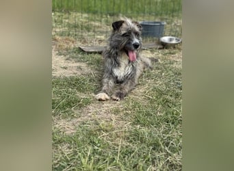 Freddy, geb. 09/24, 54 cm, wartet auf seine Menschen