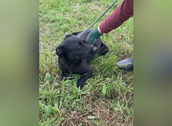 Zafir, geb. 15.11.2022, 51 cm, sucht ihre Menschen